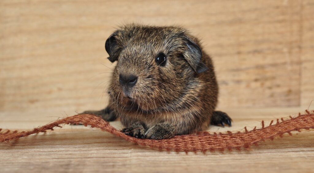 Adorable Guinea Pig Wallpaper: Cute Rodent on Wooden Surface