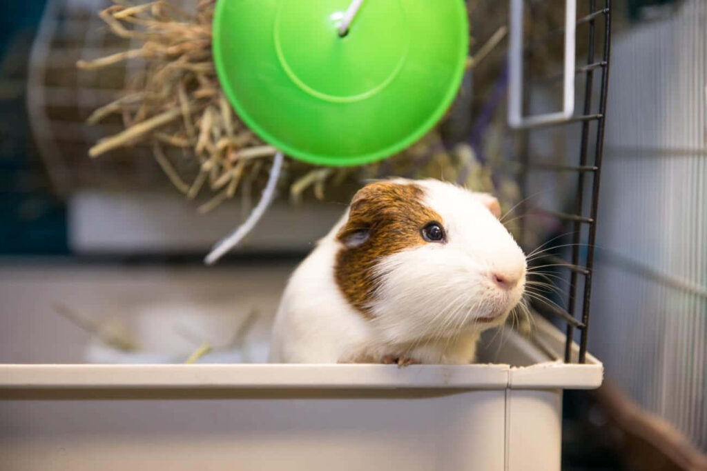 Cute Guinea Pig Peeking from Cage - Adorable Pet Wallpaper