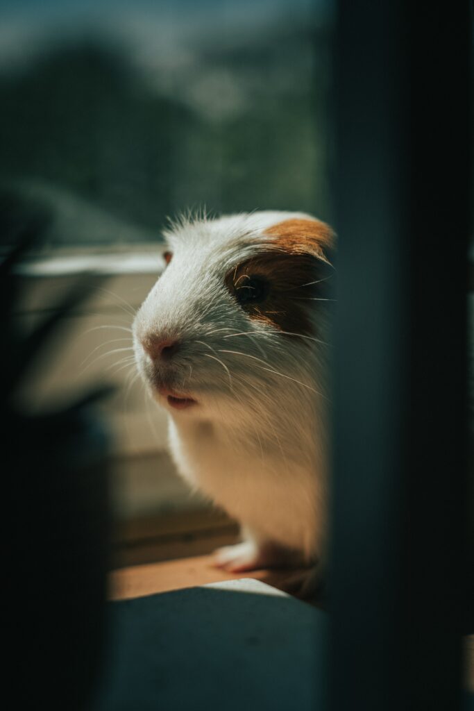Adorable Guinea Pig in Sunlight - Soft Fur Close-Up Wallpaper