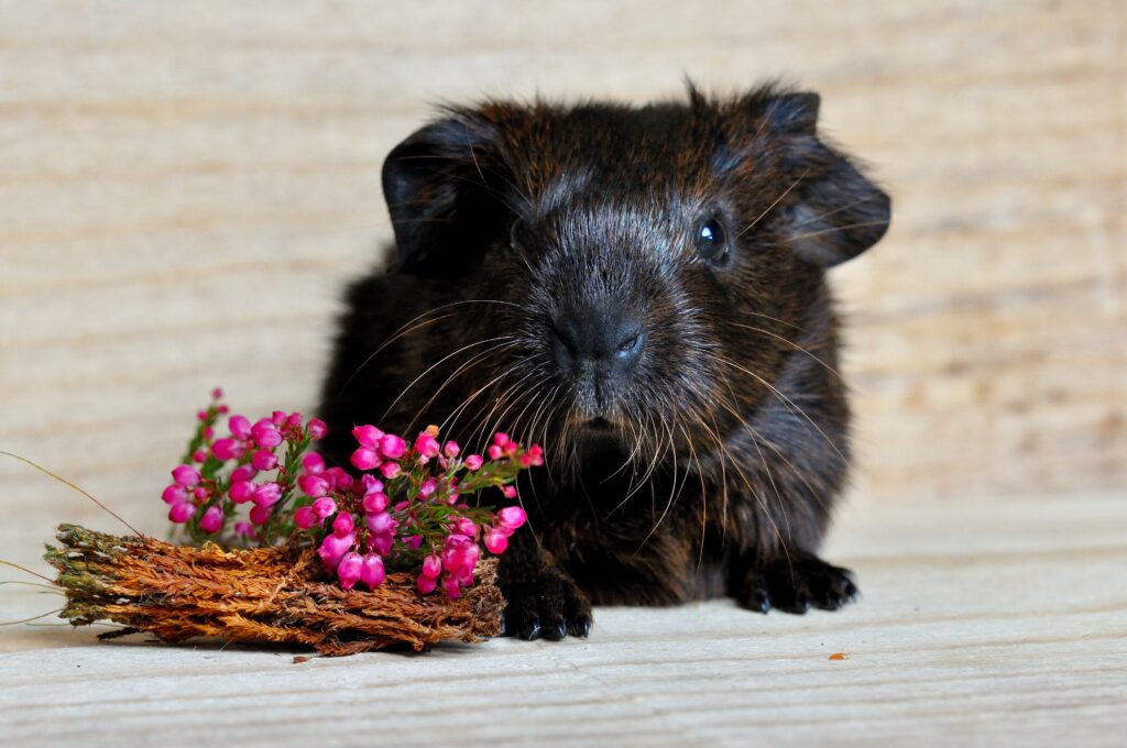 Adorable Guinea Pig Wallpaper with Textured Fur & Pink Flowers