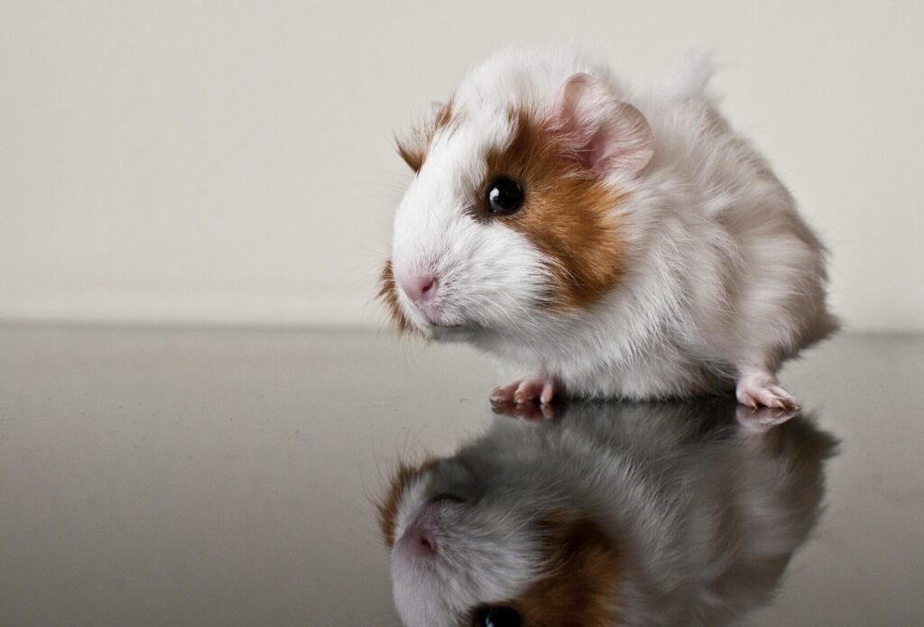 “Charming Guinea Pig Wallpaper with Reflective Surface Elegance”