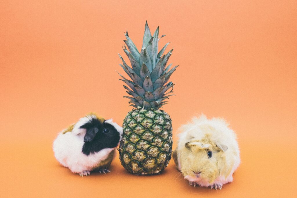 Playful Guinea Pigs Inspecting Pineapple Against Bright Orange Background Wallpaper