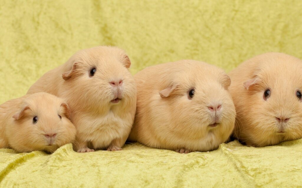 Cozy Guinea Pigs on Yellow Background - Adorable Animal Wallpaper