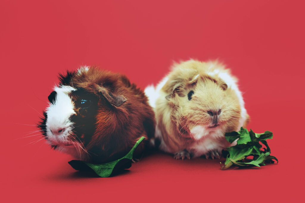 Adorable Guinea Pigs on Vibrant Red Wallpaper with Fresh Greens