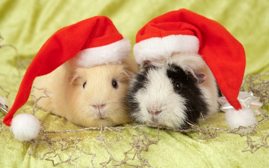 Festive Guinea Pigs in Santa Hats on Cheerful Green Wallpaper