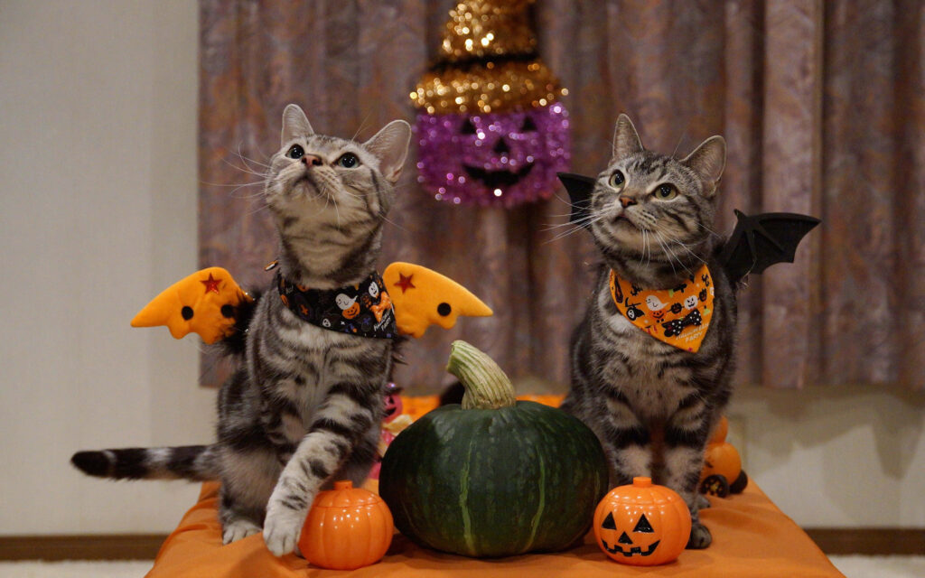 Adorable Halloween Wallpaper: Cute Cats in Bat Costumes & Pumpkins