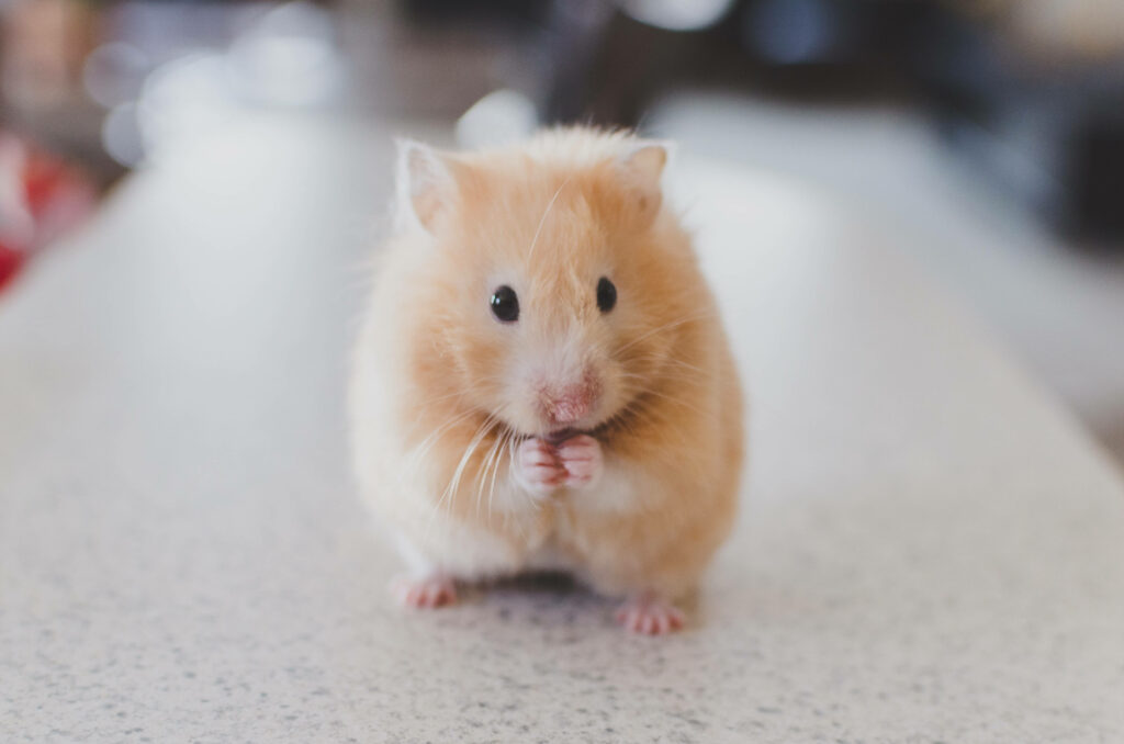Adorable Fluffy Hamster 4K Desktop Wallpaper for Pet Lovers