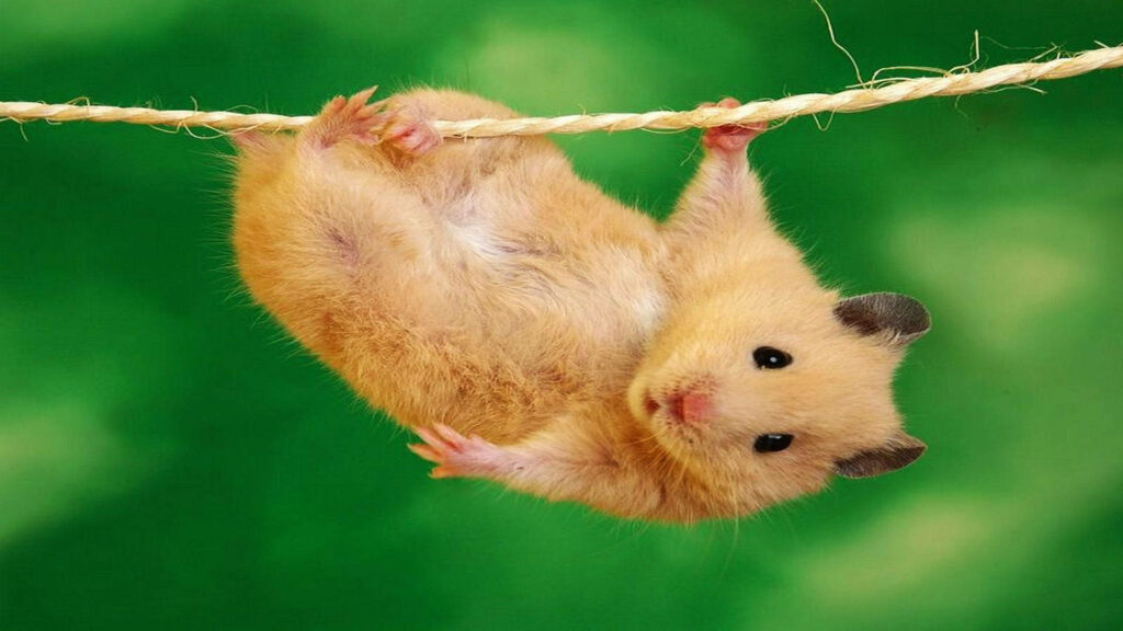 Playful Hamster Wallpaper: Fuzzy Fun on a Vibrant Green Background