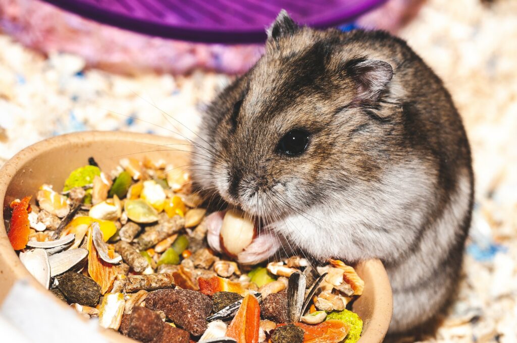 Adorable Hamster Munching Nuts & Seeds - Cute Wallpaper Background
