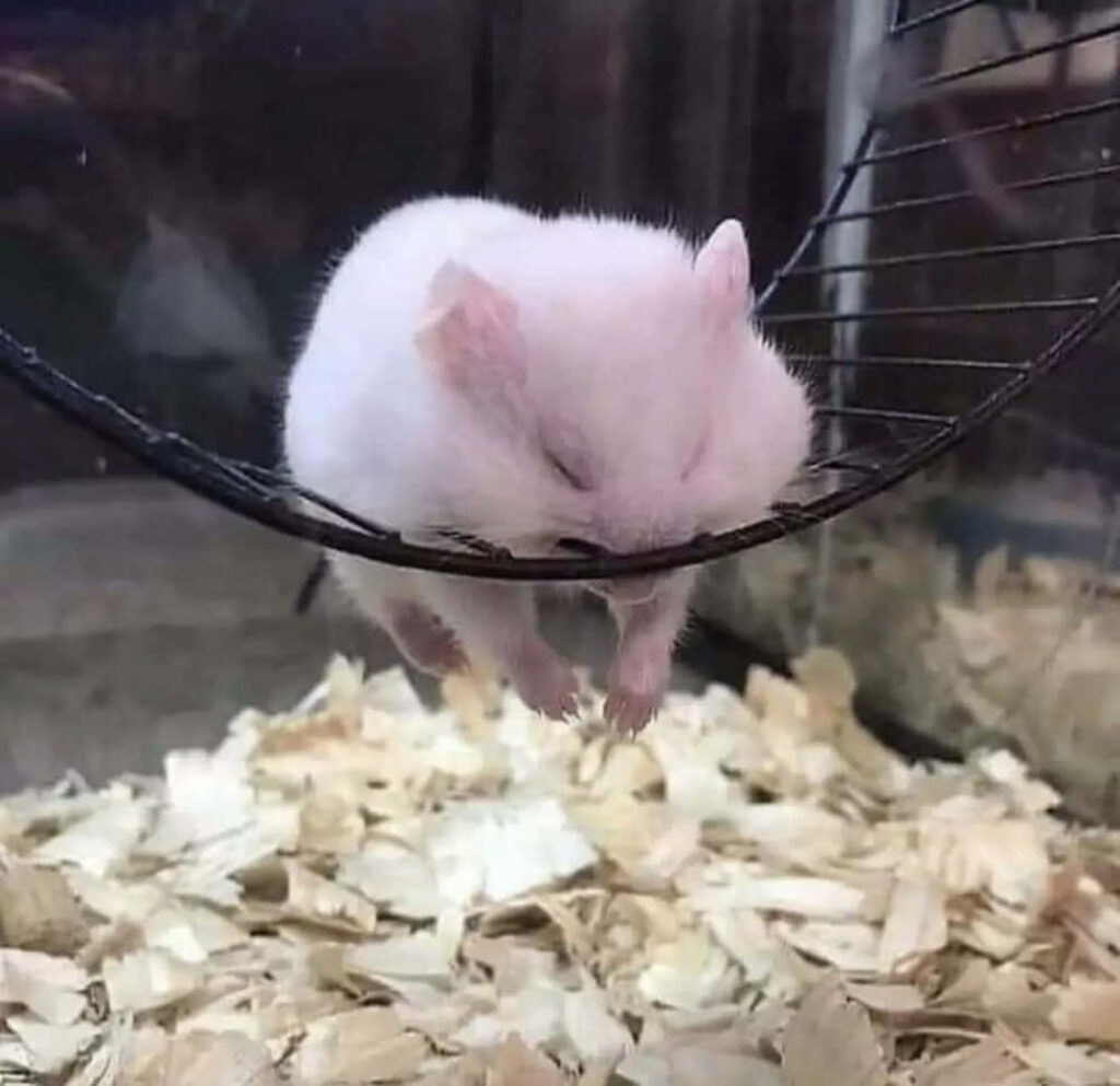 Adorable Fluffy Hamster Napping on Exercise Wheel - Cute Animal Wallpaper