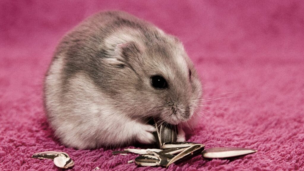 Adorable Hamster Nibbling Seeds on Vibrant Magenta Background Wallpaper
