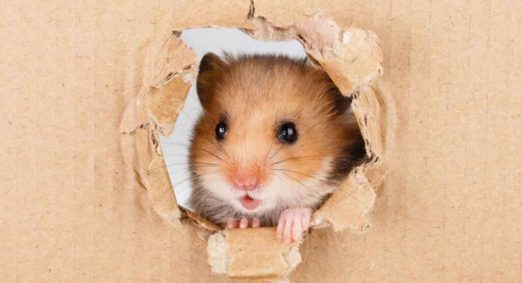 Adorable Hamster Peeking Through Cardboard - Playful Wallpaper Background