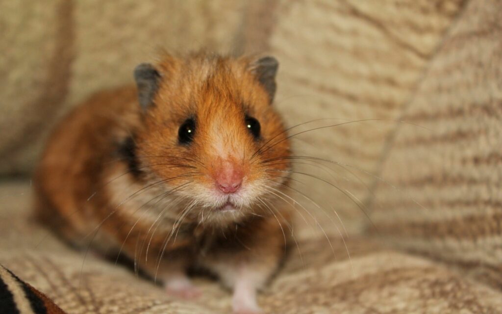 Adorable Hamster Wallpaper: Cute Pet with Warm Textured Background