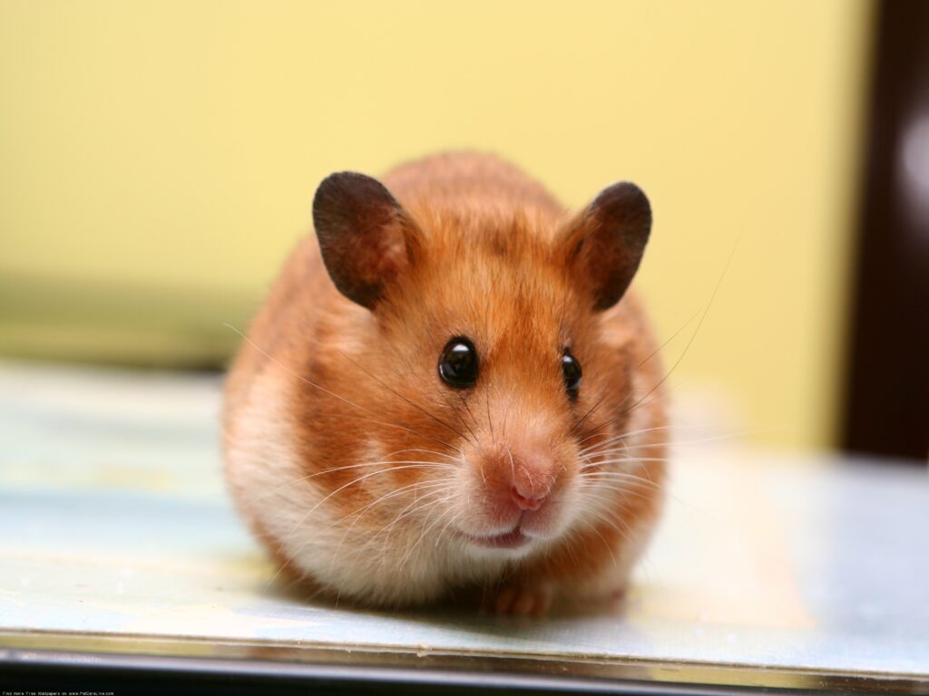 Cute Hamster Wallpaper: Adorable Rodent with Big Ears & Soft Muzzle
