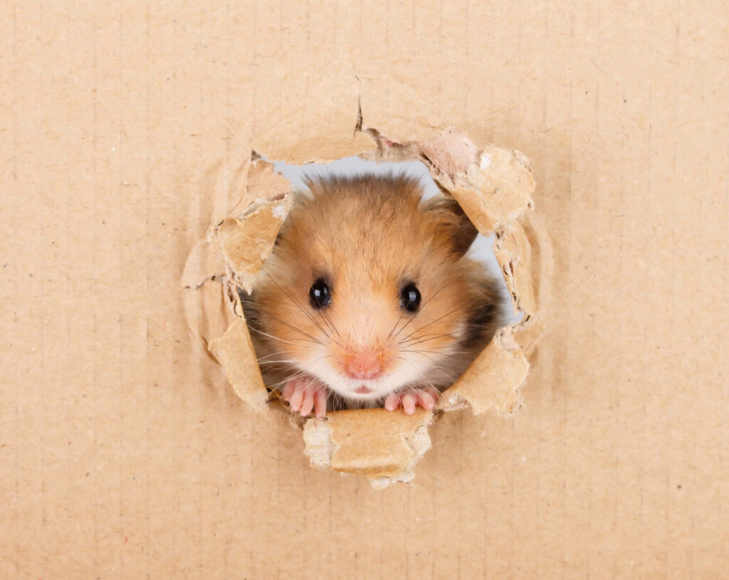 Curious Hamster Peeking Through Box – Adorable Animal Wallpaper