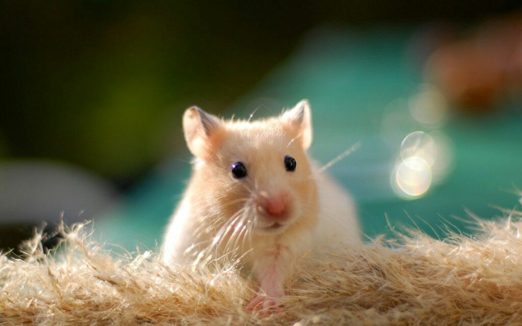 Cute Hamster Wallpaper: Adorable Rodent Against Blurred Background