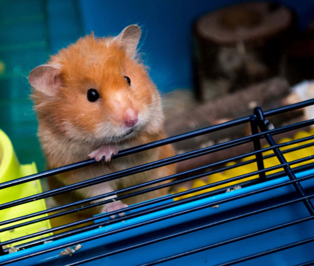Chubby Hamster Peeking - Adorable Animal Wallpaper Background