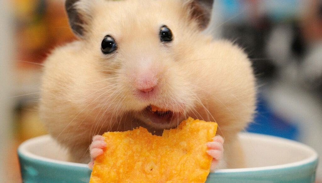 Adorable Hamster with Full Cheeks: Cute Animal Meme Wallpaper
