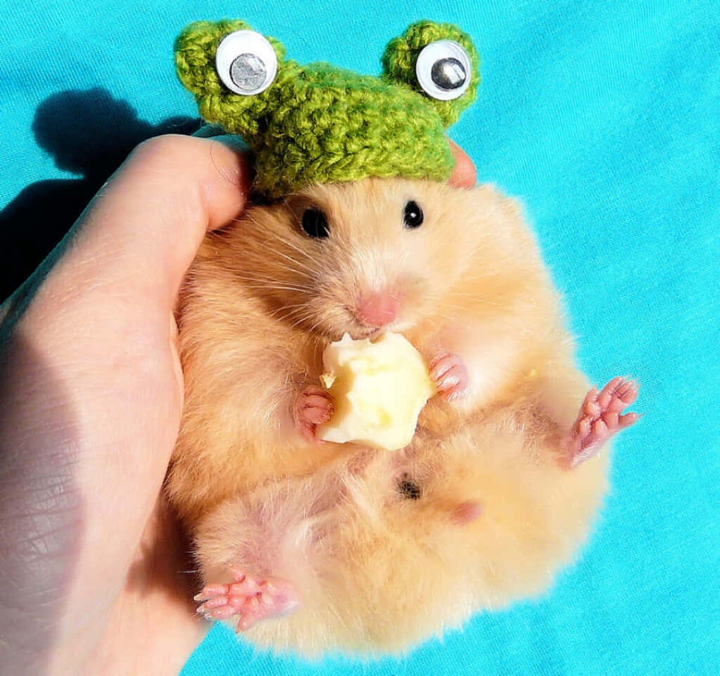 Adorable Hamster in Crochet Frog Hat Nibbling on Food - Blue Background Wallpaper