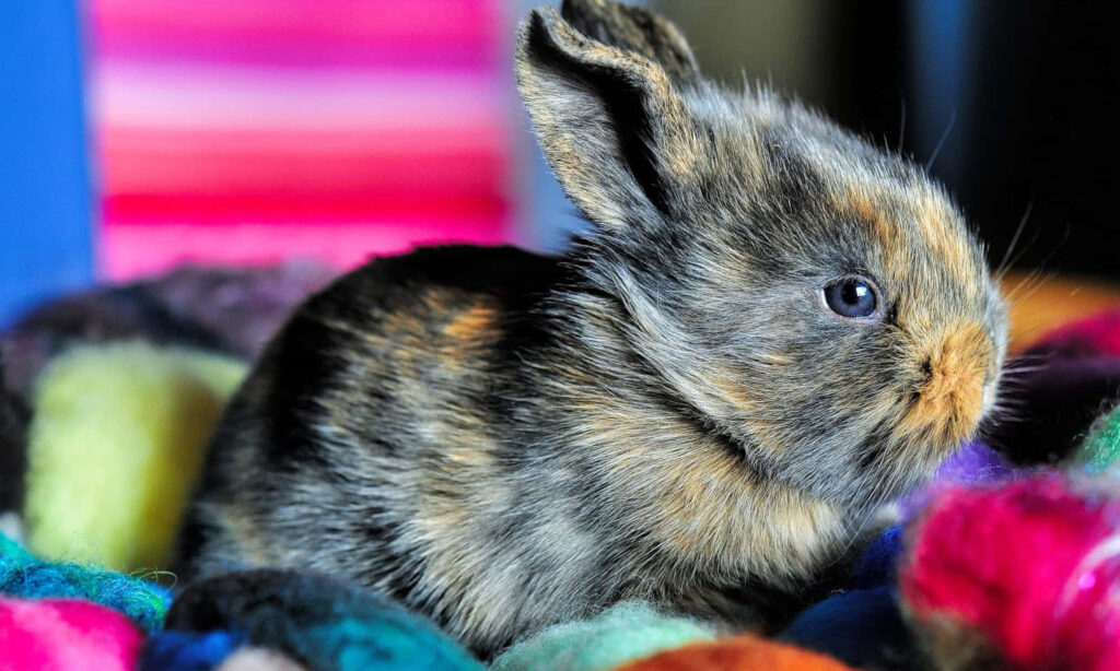Adorable Harlequin Bunny Wallpaper: Colorful Background & Cuteness