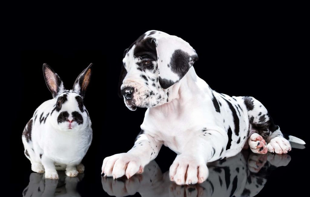 Harlequin Great Dane puppy resting with spotted rabbit on reflective surface black background Wallpaper