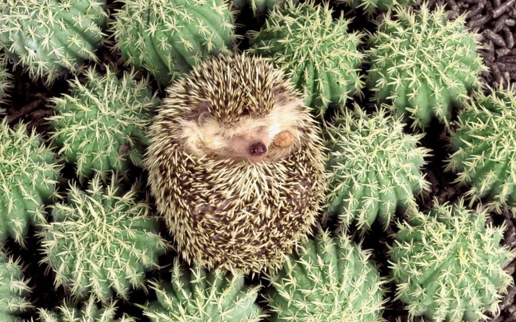Charming Hedgehog Wallpaper Among Playful Cacti - Adorable Background
