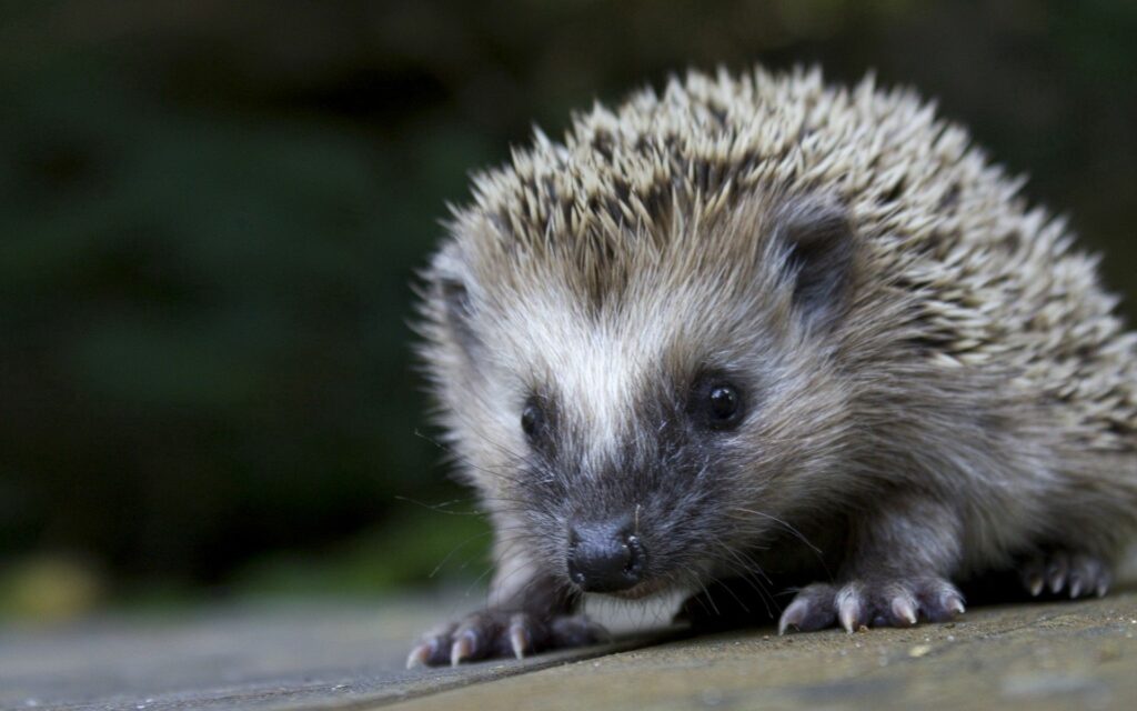 Adorable Hedgehog Close-Up Wallpaper - 1920x1200 Spines & Face