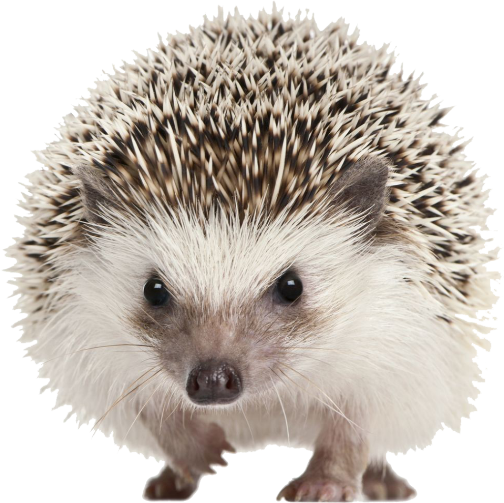 Adorable Hedgehog Portrait Wallpaper on Transparent PNG Background