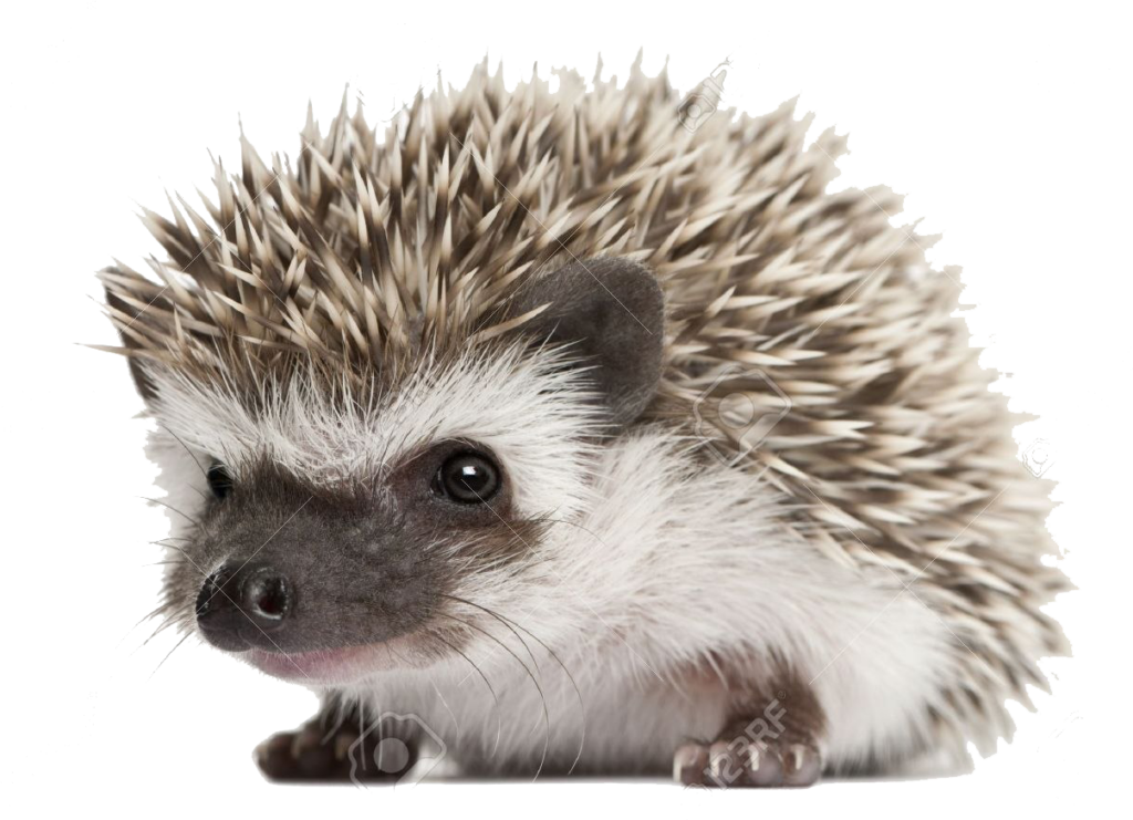 Charming Hedgehog Wallpaper: Cute Close-Up of Soft Fur & Quills