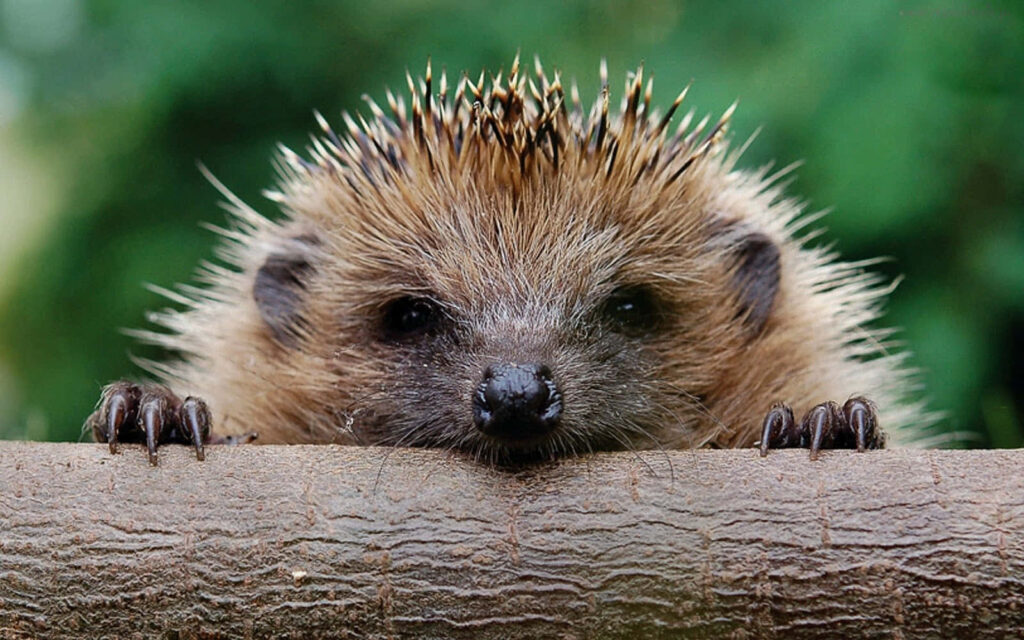 Adorable Hedgehog Wallpaper: Cute Nature Background for Your Screen
