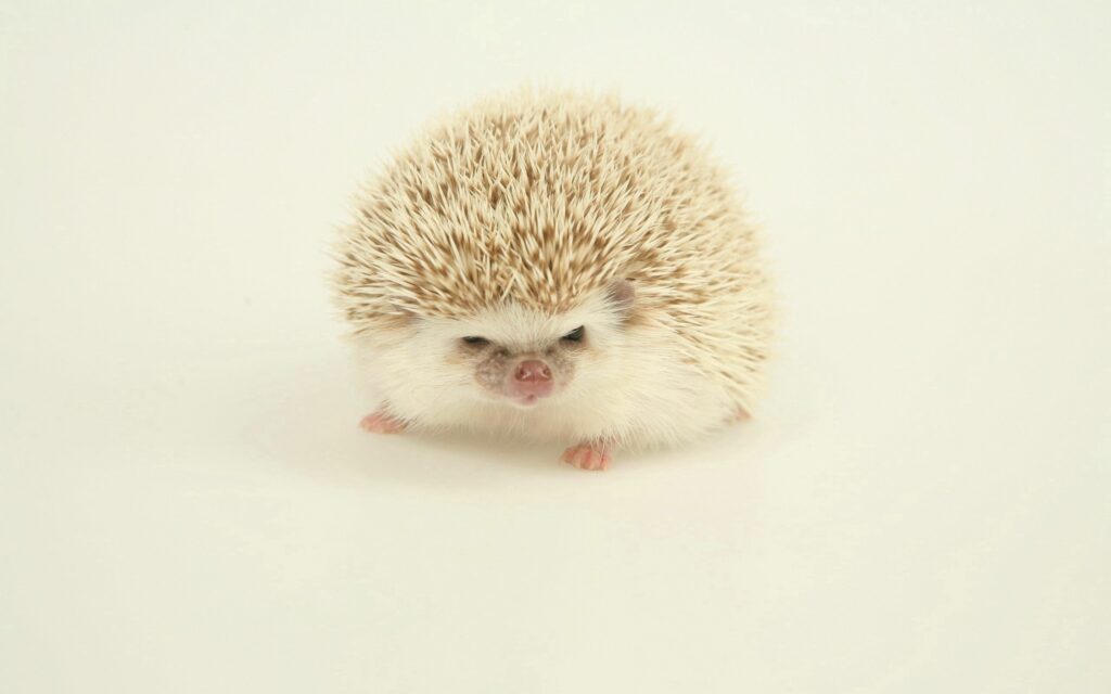 Adorable Hedgehog Wallpaper - Peaceful 2560x1600 Background