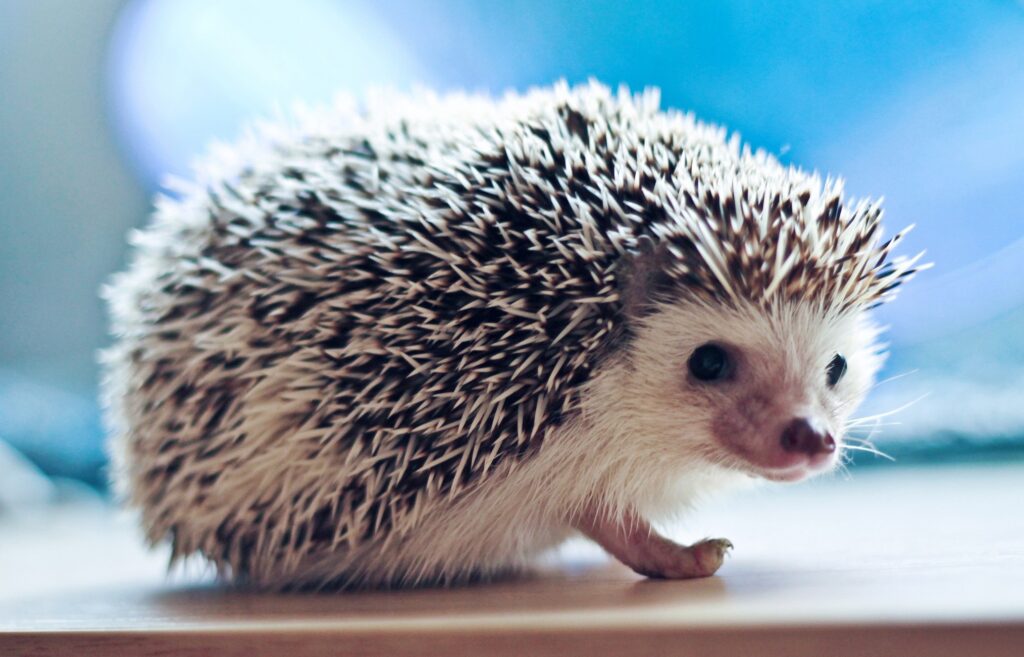 Charming Hedgehog Wallpaper: Close-Up with Bright Eyes and Texture
