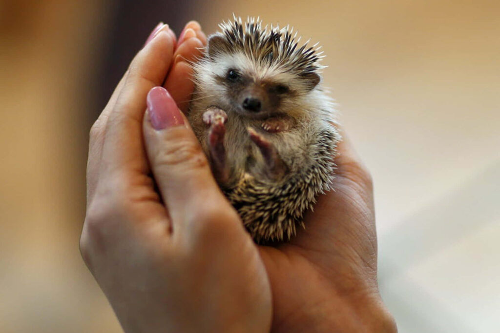 Adorable Hedgehog in Gentle Hands: Charming Close-Up Wallpaper