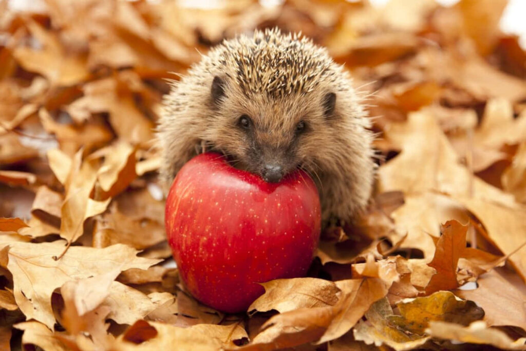 Adorable Hedgehog Among Autumn Leaves and Red Apple – Cozy Wallpaper