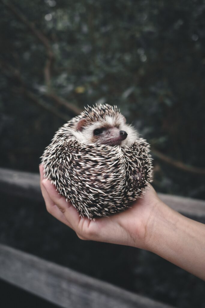 Cute Hedgehog in Hand: Adorable Wallpaper for Animal Lovers