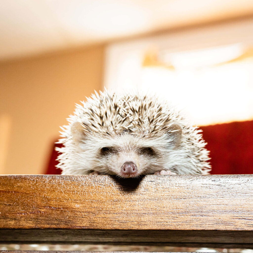 Cute Hedgehog Wallpaper: Adorable Scene with Cozy Warm Lighting