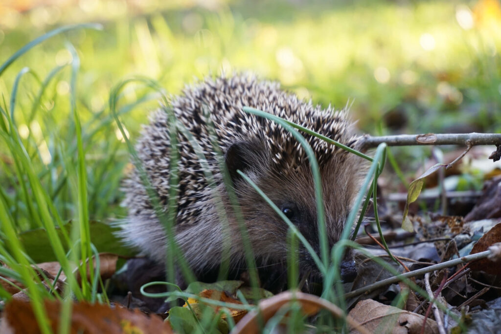 Adorable Hedgehog in Grassy Oasis - Nature Wallpaper Background