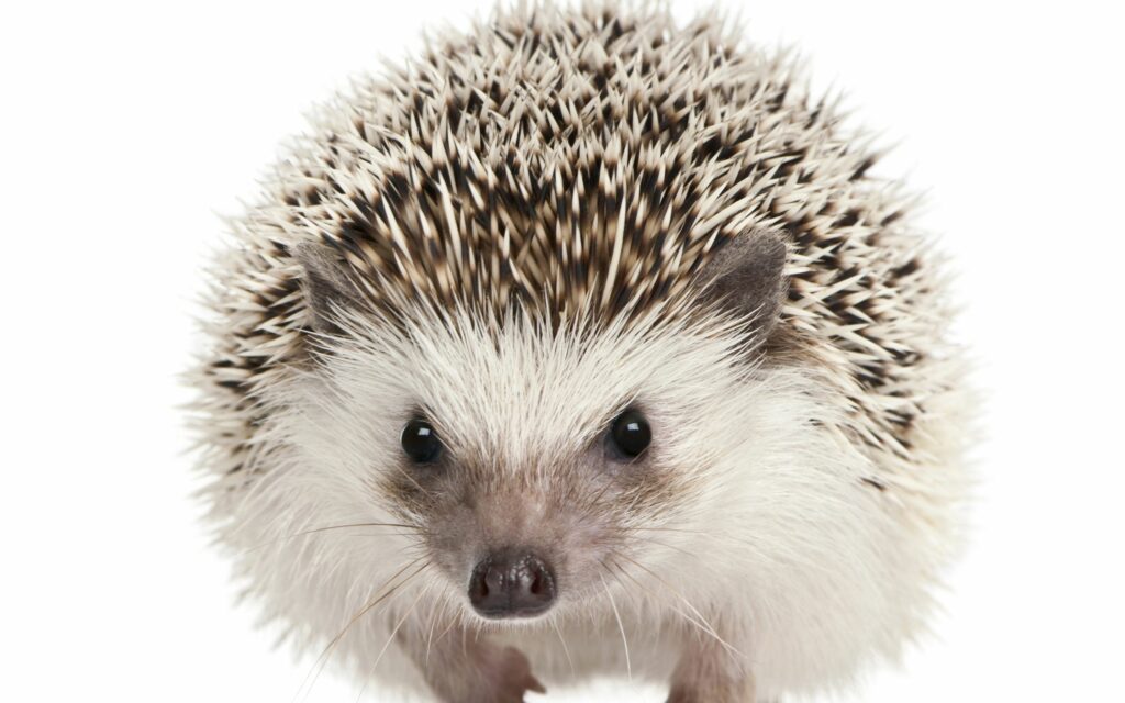 Adorable Hedgehog Wallpaper: Expressive Eyes & Cute Muzzle