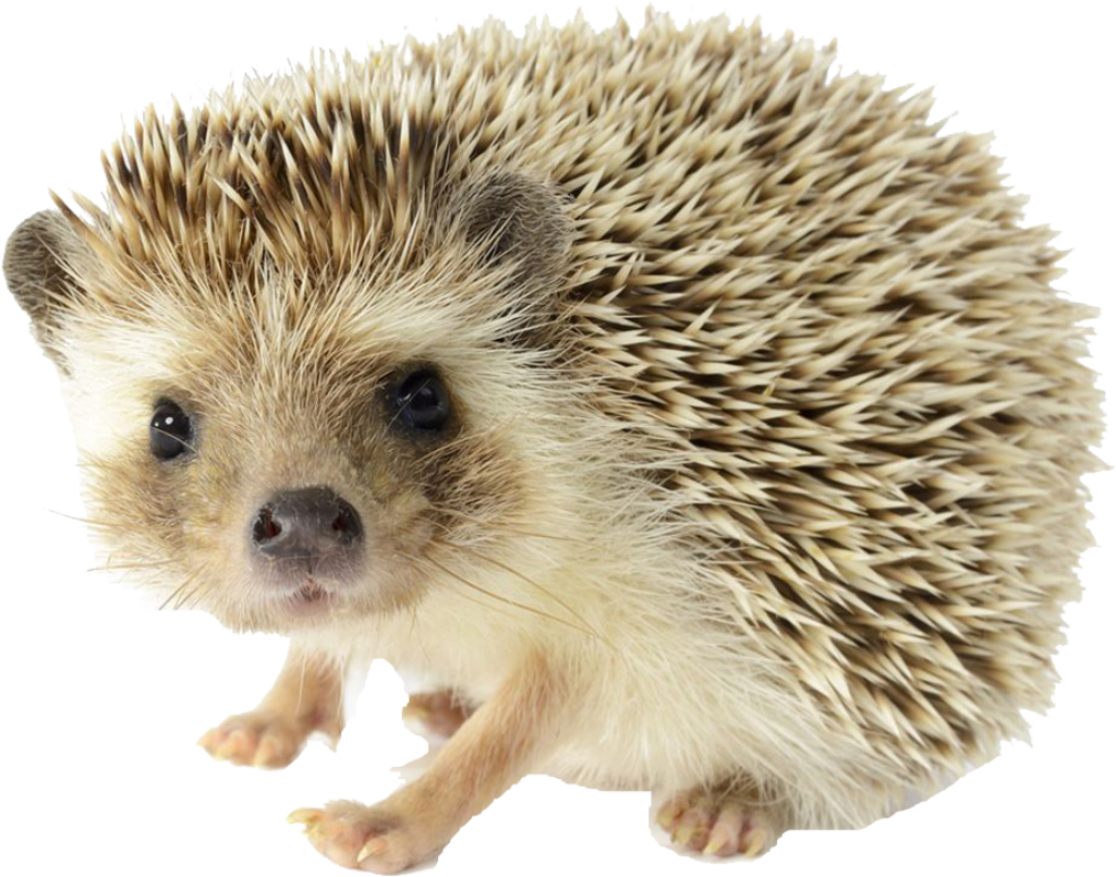 Adorable Hedgehog Wallpaper: Cute Nature Background with Tiny Paws