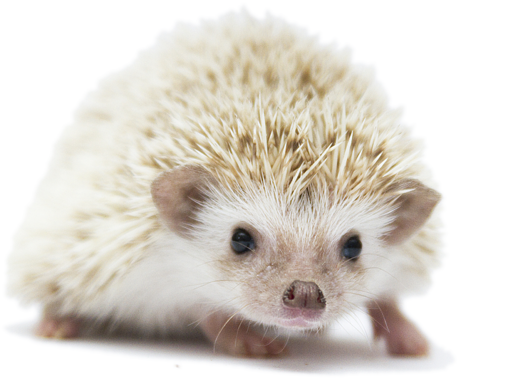 Cute Hedgehog Portrait Wallpaper - Adorable PNG Background