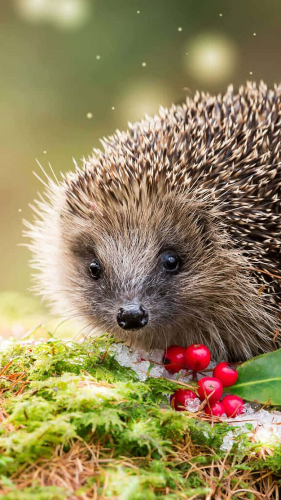 Cute Hedgehog Wallpaper: Serene Greens & Red Berries Background