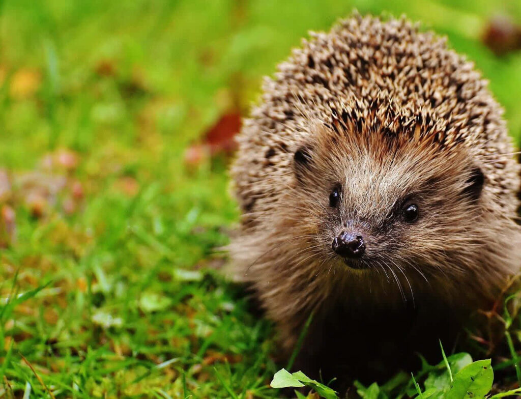 Adorable Hedgehog on Lush Green Grass - Cozy Wallpaper Background