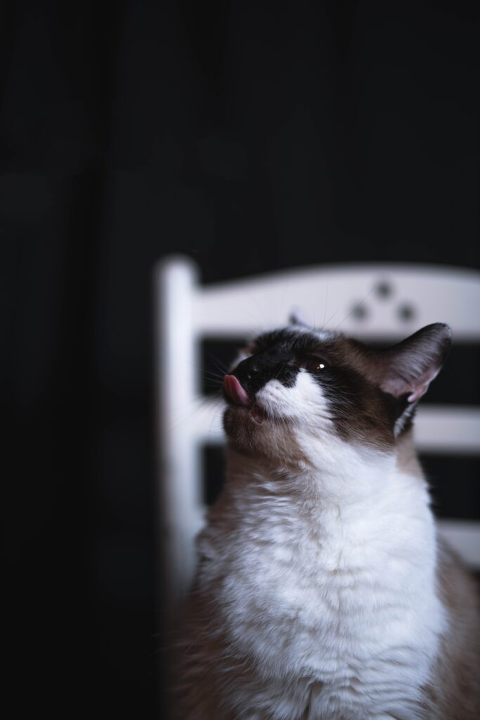 Playful Cat Wallpaper: Adorable Feline with Tongue Out Background