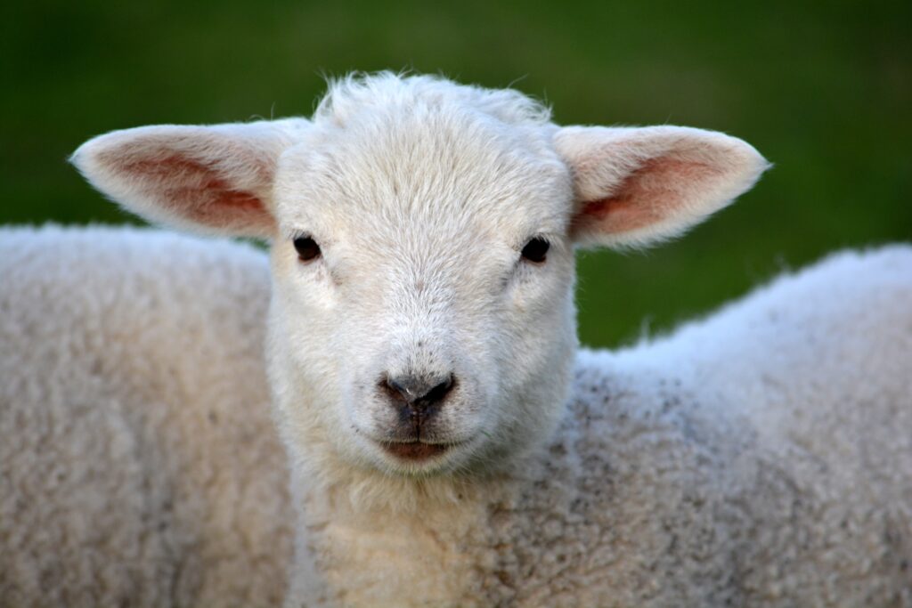 Charming High-Res Sheep Wallpaper with Soft Fleece & Green Background