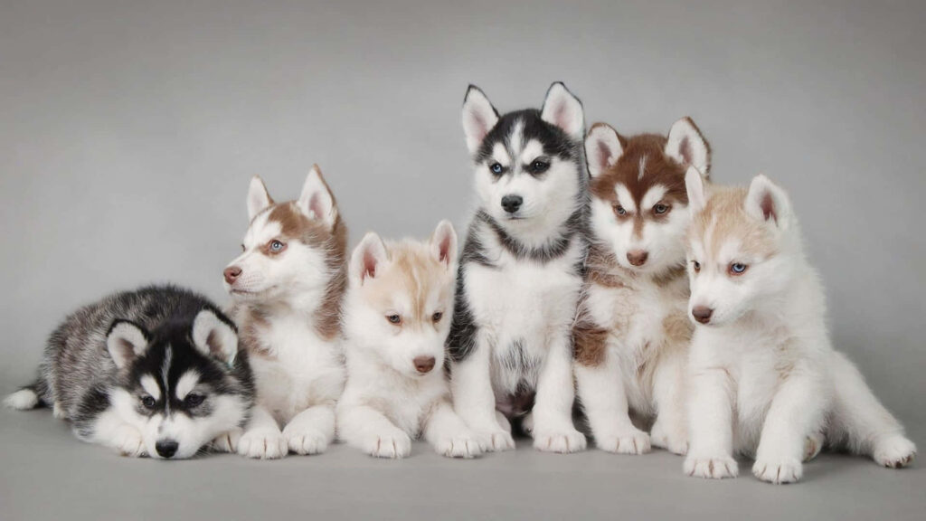 Adorable Husky Puppies Wallpaper on Gray Background - Heartwarming Image