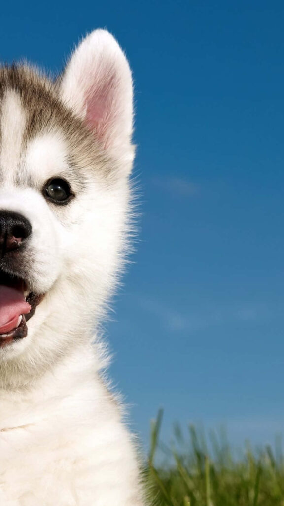 Adorable Husky Puppy Close-Up: Bright Sky & Grass Wallpaper