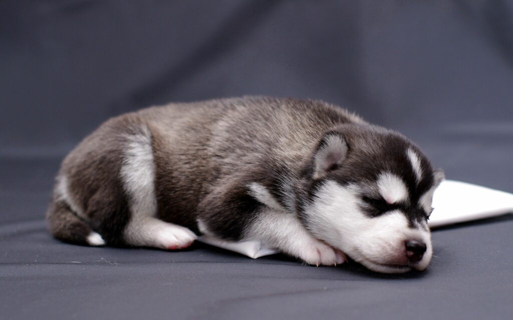 Adorable Husky Puppy Wallpaper: Calm & Innocent Background for Pet Lovers