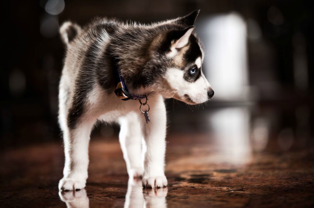 Charming Husky Puppy with Black and White Fur Wallpaper