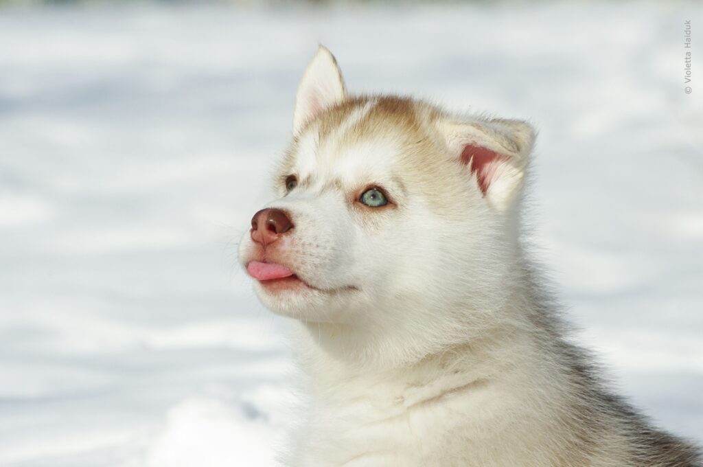 Adorable Husky Puppy Wallpaper: Fluffy Fur & Snowy Background