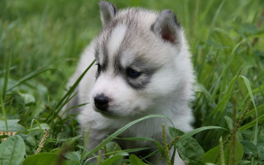 Adorable Husky Puppy Wallpaper in Lush Green Grass - 2560x1600